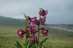 DSC04239