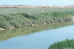 Baie de Somme 2018 10
