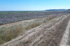 Baie de Somme 2018 16