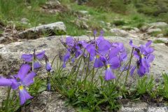 Belledonne10