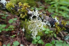 Belledonne24