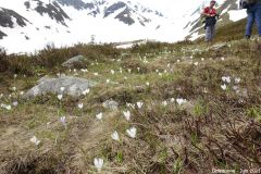 Belledonne42