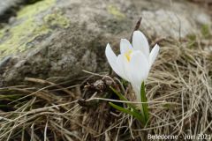 Belledonne43