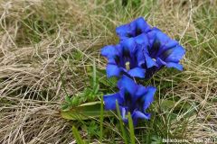 Belledonne45
