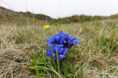 Belledonne46