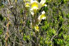 IMG-20210524-WA0001