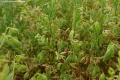 DSC05523