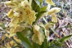 IMG-20260423-WA0008