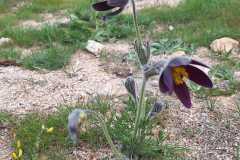 IMG-20260425-WA0013