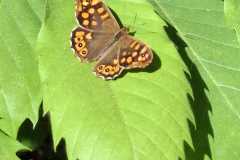 IMG-20260428-WA0001