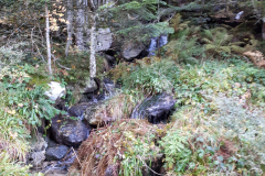 Forez42