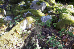 Forez43