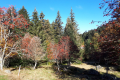 Forez44