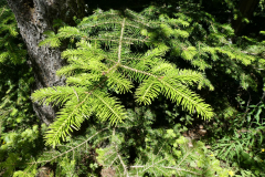 Le-Noyer-2019-23