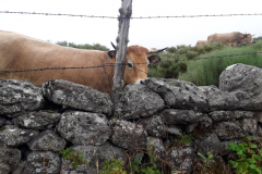 Tour-du-cantal-2019-12