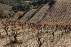 Luberon-2025-06