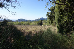 DSC08694