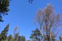 IMG_20230415_171515-4