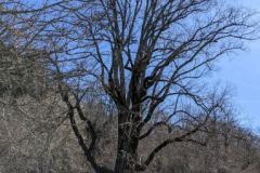 image0000061-4