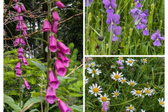 20240625_073151-COLLAGE