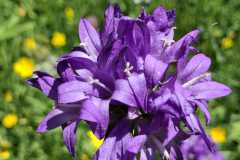 IMG-20250625-WA0002