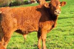 IMG-20251102-WA0006
