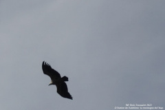 DSC01142r