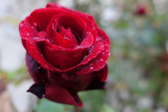 DSC01191r