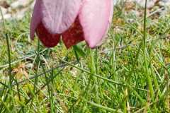 IMG-20250425-WA0006
