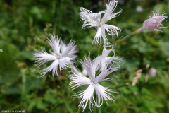 DSC07588