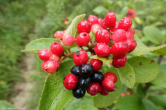 DSC07700