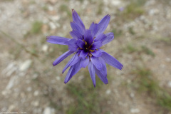 DSC07719