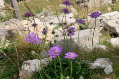 IMG-20220626-WA0020