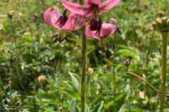 IMG-20220626-WA0021