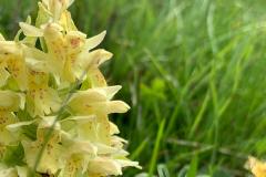 IMG-20230529-WA0016