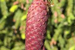 IMG-20260526-WA0004