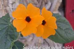 IMG-20260526-WA0011
