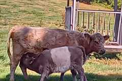 IMG-20231001-WA0011